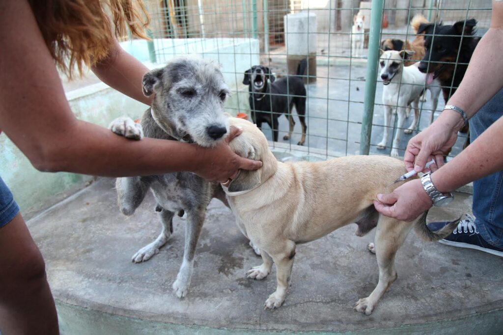 Prefeitura de Aparecida implanta ações de controle da Leishmaniose em cães